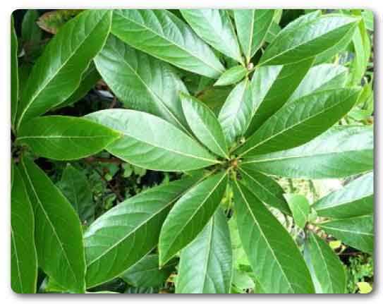 Manipur State tree, Uningthou, Phoebe hainesiana